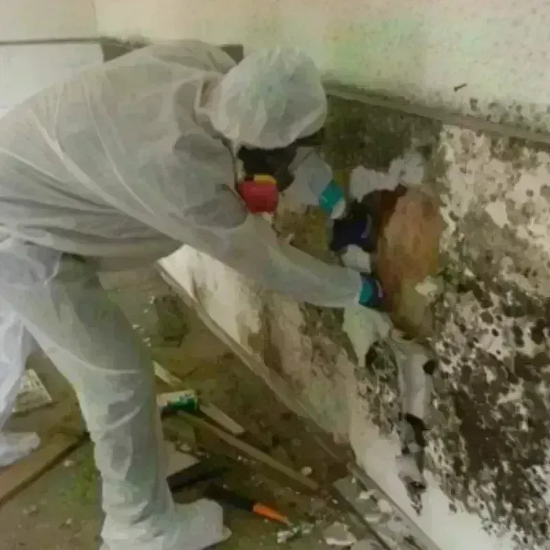 Mold Remediation and Removal in Cando, ND